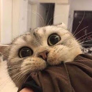 Meet your Posher, Isabella